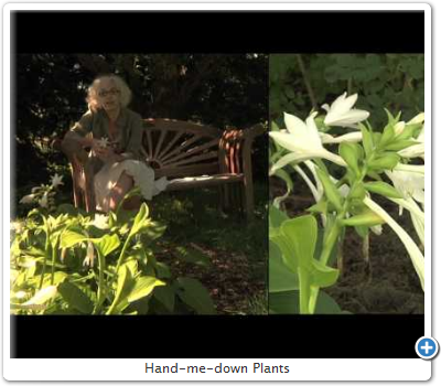 Hand-me-down Plants