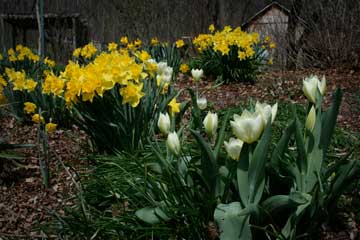 Dances with Daffodils