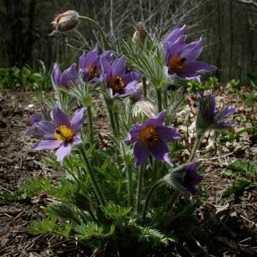 Pasque flower