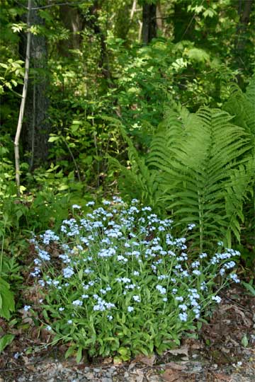 Forget-Me-Nots