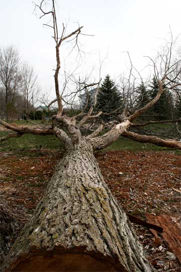 Lives of Trees